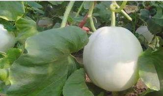 清朝吃白兰瓜图片大全,古韵瓜香，皇家品味再现