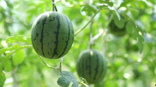 东平社区吃瓜,吃瓜群众的热闹日常