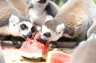 中国动物吃瓜,揭秘它们的独特饮食习惯