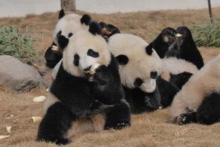 吃瓜熊猫人新号