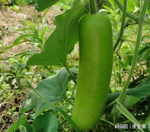 这个瓜大家吃吗,网络热传话题背后的真相与趣味