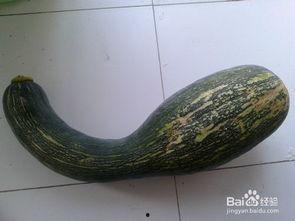 瓜吃里边丝是什么瓜,揭秘“瓜吃里边丝”的独特瓜类之谜