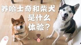 柴犬吃瓜问号,揭秘宠物界的趣味瞬间