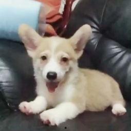 吃瓜的仔仔,吃瓜仔仔的趣味生活点滴