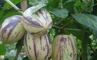 咳嗽吃茄瓜,天然食疗的神奇功效