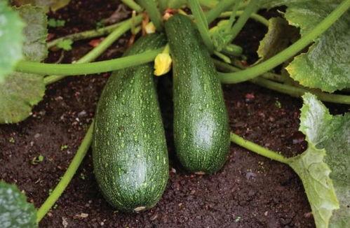 秋天还可以吃瓜不,秋季吃瓜指南