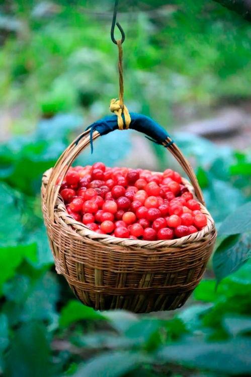 陇南最近吃瓜,揭秘当地最新“吃瓜”盛况