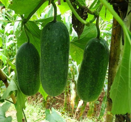 种瓜得瓜有瓜吃,有瓜吃的智慧人生