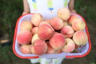 广州吃瓜圣地,揭秘城市“吃瓜圣地”的味蕾盛宴