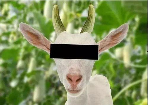 道具吃瓜羊羊